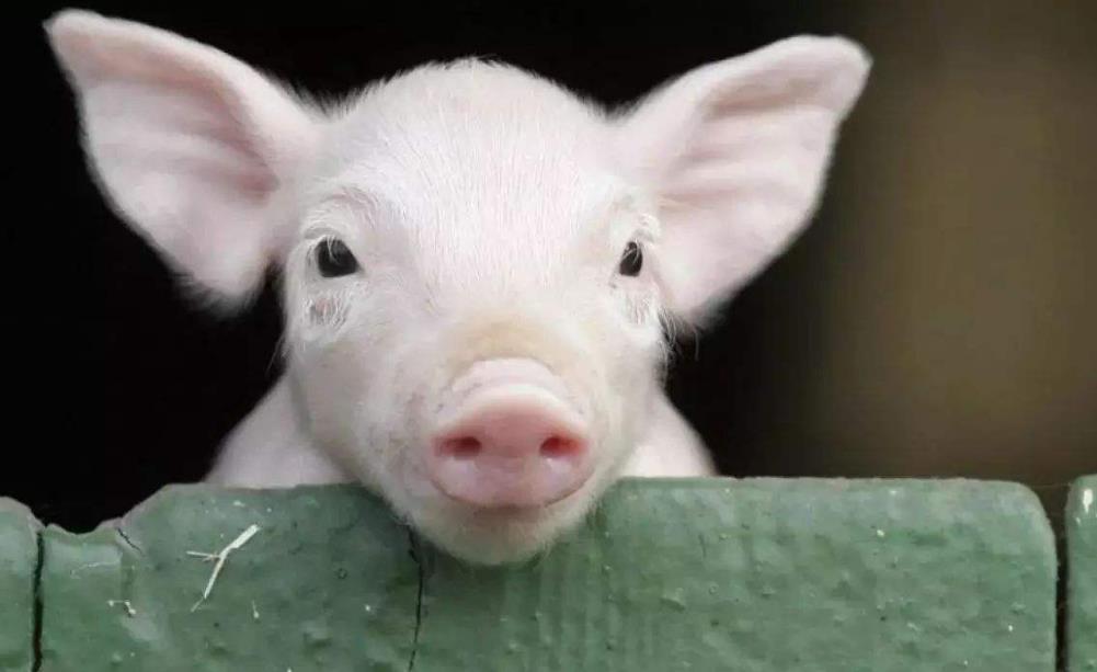 风口上的猪: 生猪养殖上市公司扩产潮下的“危”与“机”