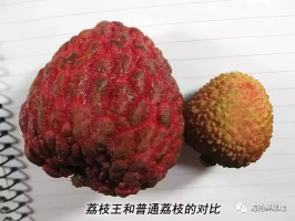 ������֦������Ʒ������Щ��