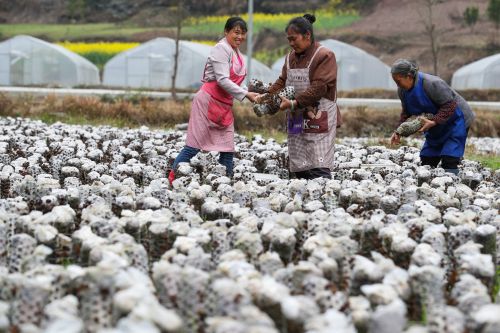 扶贫丨图为贵州印江食用菌丰收助农脱贫增收,通过电商和代理商销往全国各地。