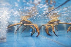 海鲜价格下探共克时艰 盒马称与海鲜企业共同承担损失