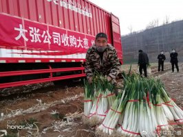 河南大张收购嵩县30万斤大葱 按原价0.75元销售