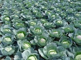 云南四方街免费为爱心物资提供物流与定点发放服务