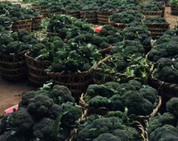 沃尔玛2月全国范围直采滞销蔬菜近500吨