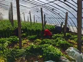 累计销售1254万元!美特好·全球蛙爱心助农在行动