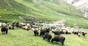 ���ָ��½�ԭ����ֱ��  �ȱ���ˮ�����л�