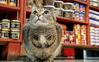 ���˻���Ҳ���˾�ͷ���� ����ֻ�������۵�һöС��
