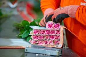 玫瑰价格暴涨,99朵玫瑰成本高达800元