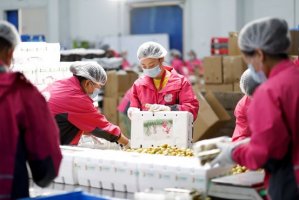 每日优鲜全国蔬菜直采基地规模达到2万亩